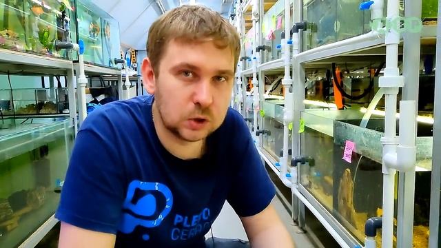 Приобрел белоснежных АНЦИСТРУСОВ на ферме Л-СОМОВ! смотреть онлайн