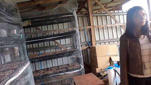 Purple love | Episode -1 | World Largest Gomphrena Field | New Attraction near Hobart | Tasmania смотреть онлайн