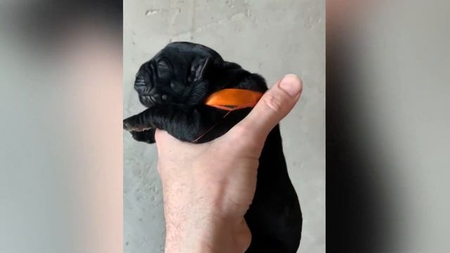 Щенкам кане корсо 1 день! Помет питомника на букву «Т»! Др 15.05.2021. смотреть онлайн