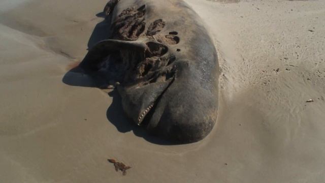 Pilot whale Stranding Chatham Islands смотреть онлайн