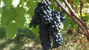 Виноград Красень кишмиш