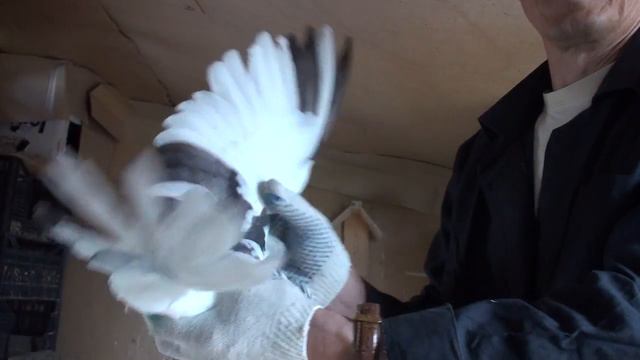 17.05.18. Заселение голубедрома первой партией молодняка, Олег Костяков,г. Самара. смотреть онлайн