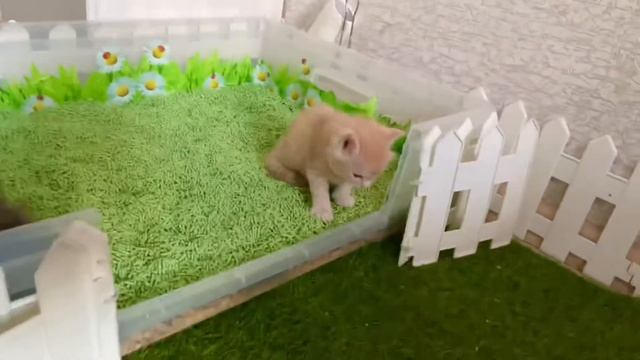 Детский сад для котят (младшая группа) смотреть онлайн