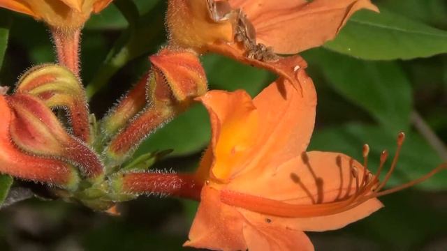 Rocky Woods & Seepy Meadows: Flame Azalea смотреть онлайн