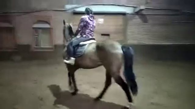 Продажа Ахалтекинских лошадей Sale of Akhal-Teke horses https://akhaltekellc.com смотреть онлайн