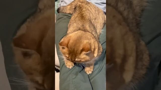 ЛЮБИТ ЛИ БРИТАНСКИЙ КОТ СИДЕТЬ НА РУКАХ? British shorthair golden cat MimisolCats смотреть онлайн
