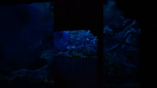 Pirates of the Caribbean Battle for the Sunken Treasure смотреть онлайн