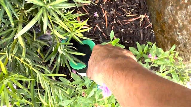 How to Get Rid of Sooty Mold | Sooty Mold Treatment | Black Sooty Mold | Black Sooty Mold on Plants