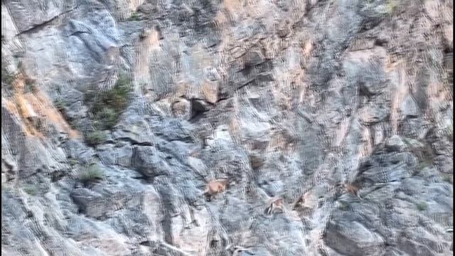 КАК ГОРНЫЕ КОЗЛЫ ХОДЯТ ПО ОТВЕСНЫМ СКАЛАМ? смотреть онлайн