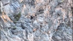 КАК ГОРНЫЕ КОЗЛЫ ХОДЯТ ПО ОТВЕСНЫМ СКАЛАМ?
