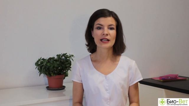 Джунгарский хомяк: особенности породы смотреть онлайн