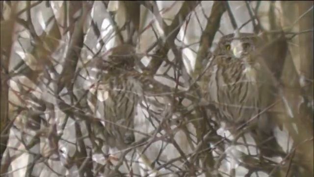 Воробьиный Сыч смотреть онлайн