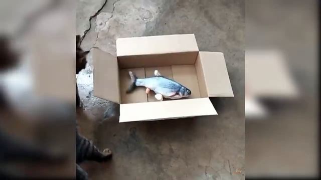 Baby Cats - Cute And Funny Cat Videos Compilation