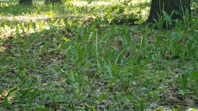 Белка в парке Гагарина в Самаре смотреть онлайн