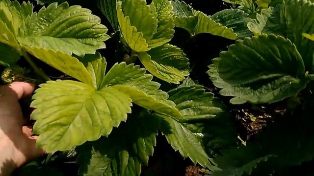 Клубника, крупноплодная, сладкая, сорт: "Чамора Турусси", средне-поздняя. Японская селекция. смотреть онлайн