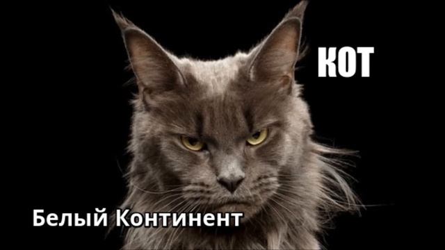 БЕЛЫЙ КОНТИНЕНТ - КОТ (Е.Федосеев) смотреть онлайн
