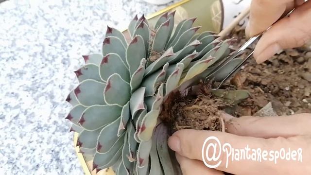 Sempervivum Calcareum, Uña de Señorita, Trasplante y Características/Plantar es poder смотреть онлайн