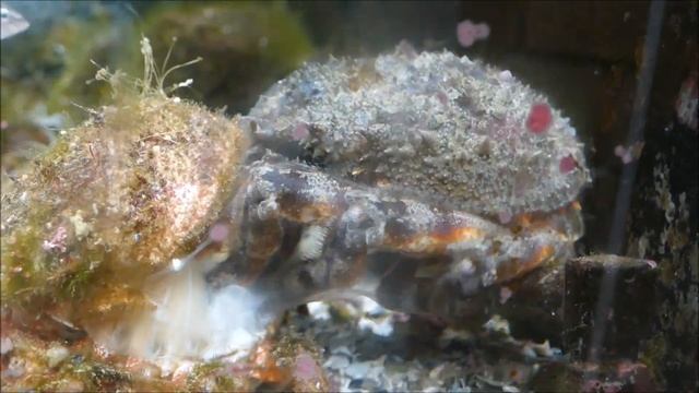 Muda o ecdisis de una centolla (Maja brachydactyla) / Ecdysis or moulting of Spider crab смотреть онлайн