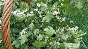 Цветы боярышника (символизм и народные знания)