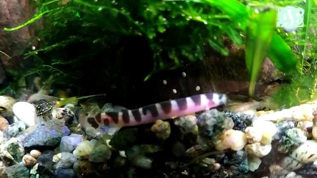 Мой аквариум 100 литров в марте! смотреть онлайн