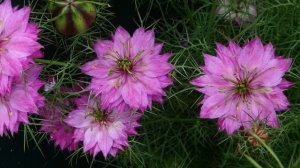 Многоликая нигелла