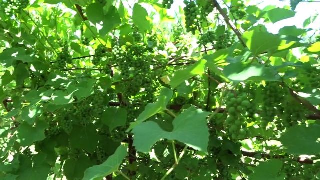 НАГЛЯДНЫЙ ЭФФЕКТ ПРАВИЛЬНОЙ НАГРУЗКИ КУСТОВ