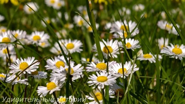 Брошенная мать-одиночка пустила ночью домой бывшего зека. Но рано утром её ждал сюрприз... смотреть онлайн
