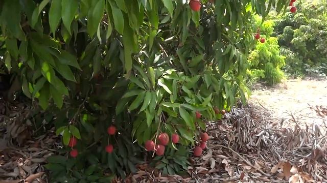 ВЛОГ едем на сбор фруктов личи. קטיף ליצ'י בצפון смотреть онлайн