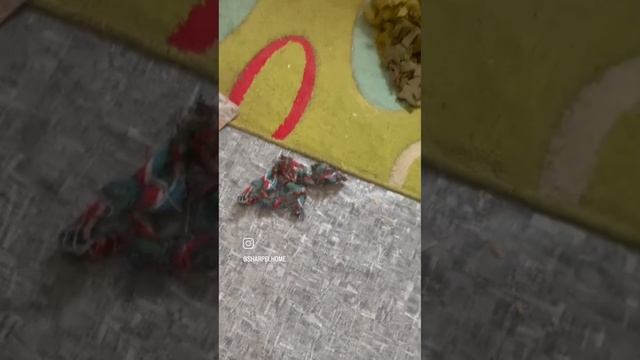 игрушки для  Растуса