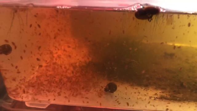 How To Culture Daphnia Magna