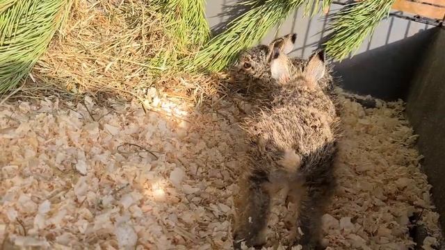 Зайчата Лило и Стич едят песочек. Ура! смотреть онлайн