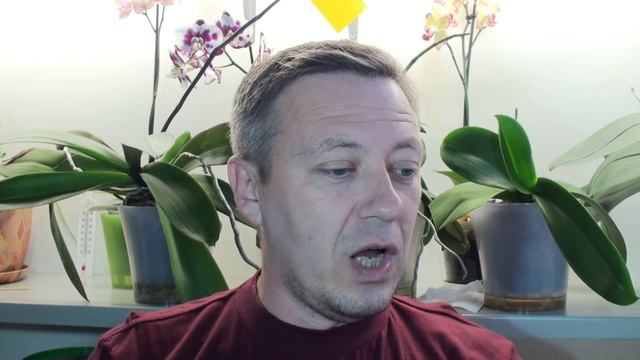 орхидея в домашних условиях, ОСВЕЩЕНИЕ и ПОДСВЕТКА ОРХИДЕЙ, КОНКУРС на КАНАЛЕ смотреть онлайн