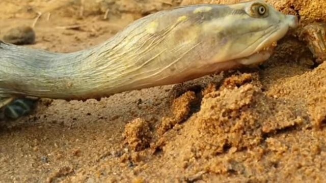 Охота на черепаху-монстра в рыбной норе. Черепаха охотится на рыбку