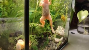 Шпорцевая лягушка поет / Xenopus laevis singing