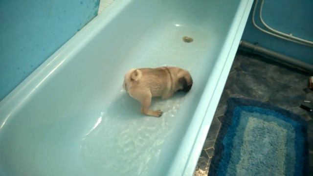 Смешной щенок Мопс купается! смотреть онлайн