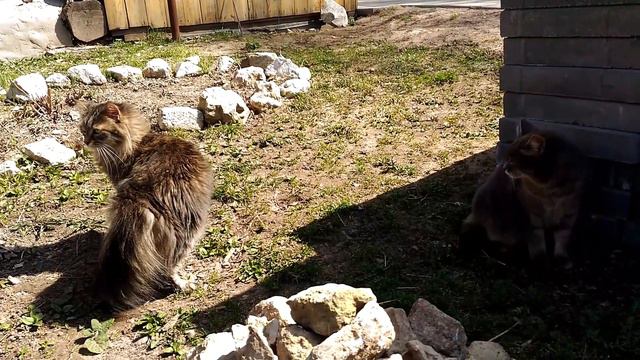 Домашнего кота привезли в деревню смотреть онлайн