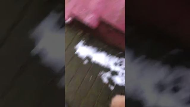 мальчик шпиц оранж, подрощенный смотреть онлайн