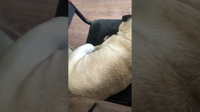 Собака гавкает во сне смотреть онлайн