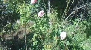 роза Винчестер Кафедрал цветёт цветами разного цвета.