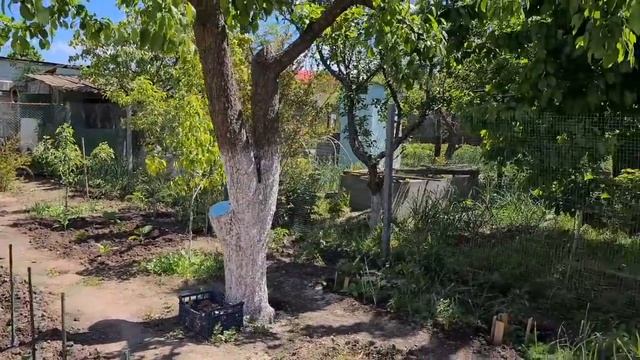 Ейск?Цыплята. Огород. Посадили перец "Бараний рог" и баклажаны "Бычий лоб"... смотреть онлайн