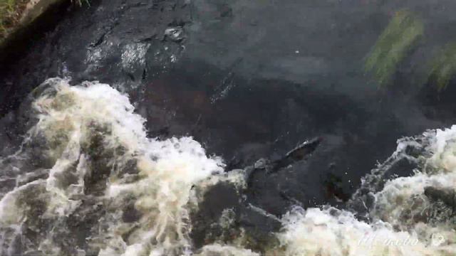 Щёлково//Набережная смотреть онлайн