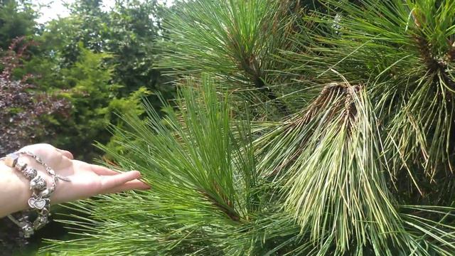Прогулка по ботаническому саду🌸🌲🌳 Розарий 🌹🌹🌹🌹🌹 смотреть онлайн
