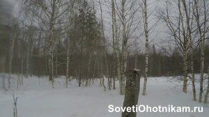 Пули Полева 12 калибра. Тест