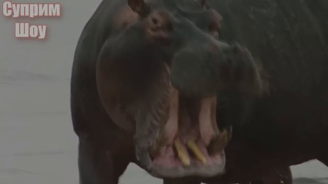БЕГЕМОТ В ДЕЛЕ! Бегемот против льва крокодила носорога