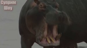 БЕГЕМОТ В ДЕЛЕ! Бегемот против льва крокодила носорога