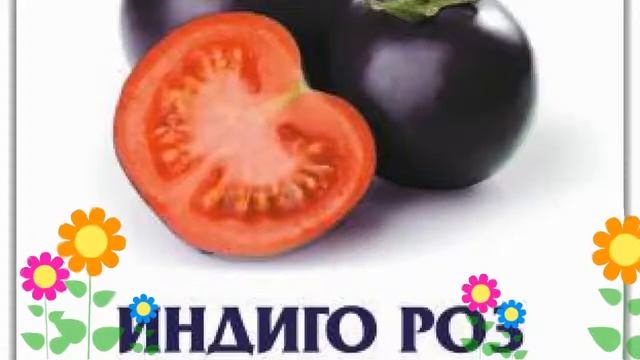 Томат Индиго Роуз (Indigo Rose). Краткий обзор, описание характеристик, где купить семена смотреть онлайн