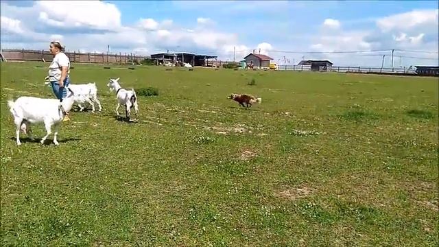 годовасики пасут коз смотреть онлайн