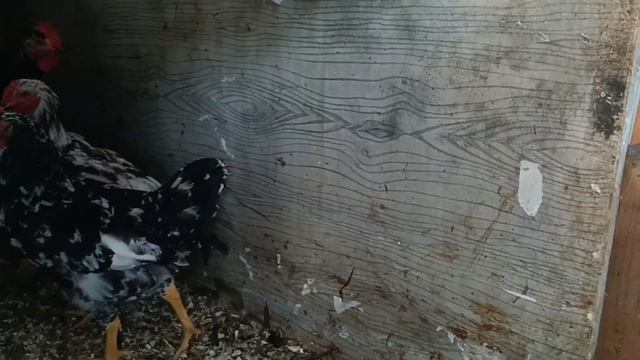 Да сколько можно?!?/ Ловлю индюшек?/ Опять улучшаем Ниву/ Петух или курица?/ Где взять терпения?