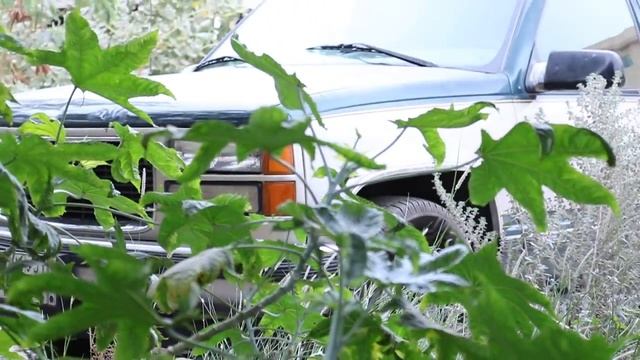 CANON EOS 850D Video sample with 18-55 is stm lens смотреть онлайн