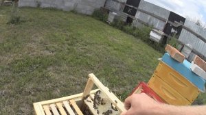 пчеловодство без вощины начало !!!